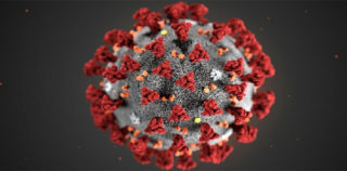 ¿Cómo se comporta el virus COVID-19 dentro del cuerpo humano?